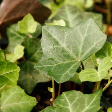English Ivy in 3-1/4" Pots, Groundcover vine, Live Plant   555064866